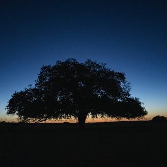 Sunset behind oak trees at the C.G. Merlo Ranch in San Saba, Texas, on June 10, 2022.  Traven Day and Stephen Thornhill work into the evening to install a livestock pipeline.  The pipeline is cost shared by the U.S. Department of Agriculture USDA Natural Resources Conservation Practice (516) will allow rancher / landowner / military veteran Chuck Merlo and wife Valerie will be able to connect to their water supply line and pipe rather than carry water to water troughs for their cattle in distant pastures. T