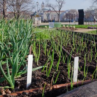 Blossom and German Extra Hardy garlic are some of the garlic varieties in this raised bed garden, equipped with drip watering system at the People's Garden at the U.S. Department of Agriculture (USDA), Washington D.C., on Thursday, March 17, 2011. Volunteers pitch in several times a week, to weed, mulch, plant, water and what ever it takes to grow a wide variety of produce. Although a few are ornamental, most are destined for charity kitchens.  Located on the corner of Jefferson Drive, SW and 12th St. SW, p