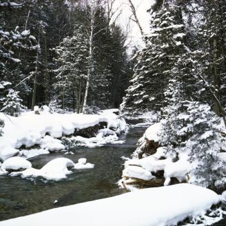 A U.S. National Forest covered with snow in 1988. Photo courtesy of National Archives and Records Administration.
