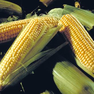 A photo of harvested sweet corn taken in 1995. USDA photo.
