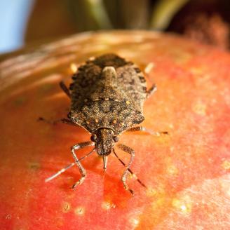 The brown marmorated stink bug shown here is feeding on an apple on Aug. 29, 2012. This pest is a major economic threat to fruit crops, garden vegetables, and man ornamentals. U.S. Department of Agriculture (USDA) Agricultural Research Service (ARS) scientists are fighting back by developing traps, sequencing the bug’s genome, and testing parasitic wasps as biocontrols. USDA photo by Stephen Ausmus.