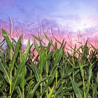 A field of corn grows on Dec. 23, 2011. Photo by Regis Lefebure.