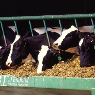 Holstein dairy cows eat a prescribed feed to support good health. USDA photo by Scott Bauer.
