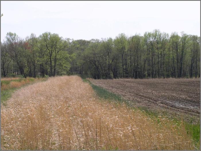 side by side fields one bare the other with cover crop