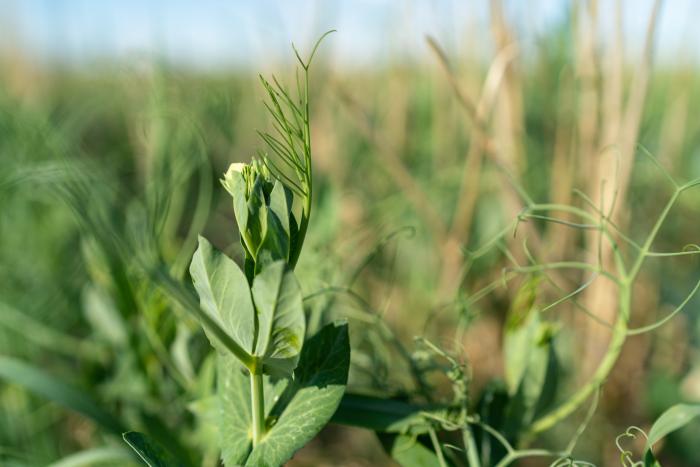 Yellow peas intercropped with feed barley on Hawks family farm. Liberty County, MT.