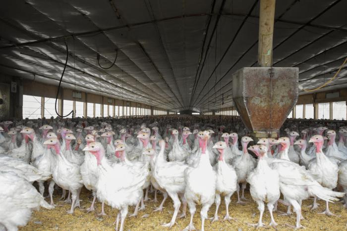 Turkeys stand in a house on the farm of Kenny Lecocq, an Indiana turkey farmer enrolled in the Natural Resources Conservation Service's EQIP program