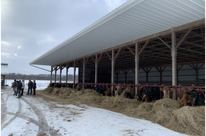 Cattle feeding in roofed heavy use area.