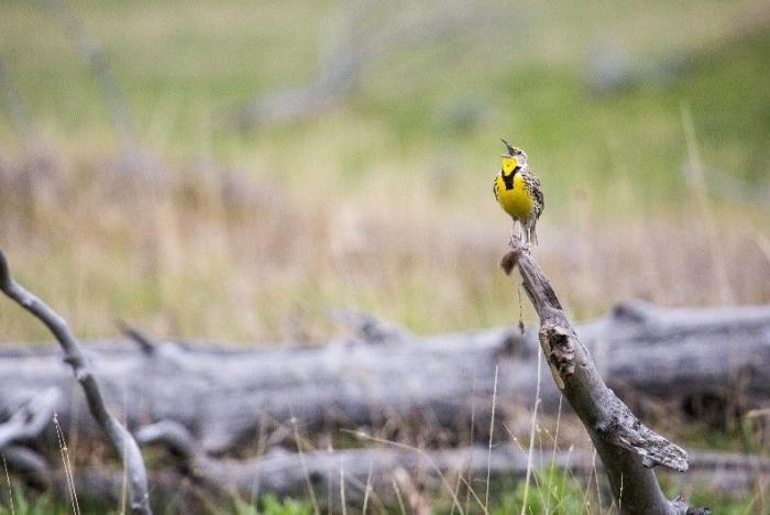 Meadowlark Initiative