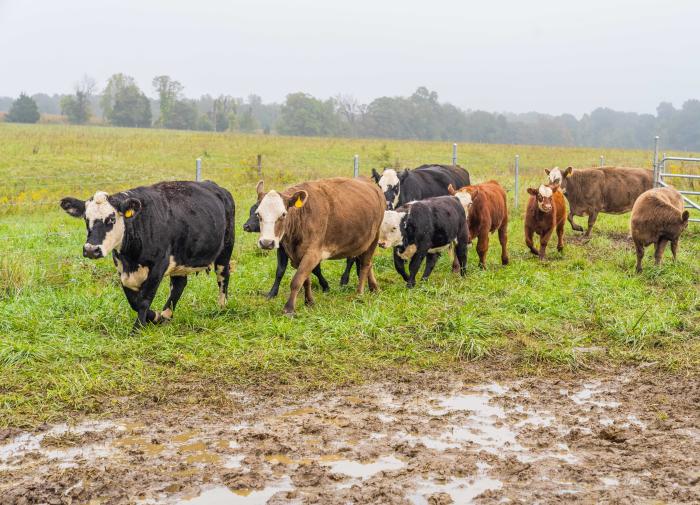 Cows switch fields as part of a rotational grazing plan at Jerry Bates' cattle operation in Cloverdale, IN.