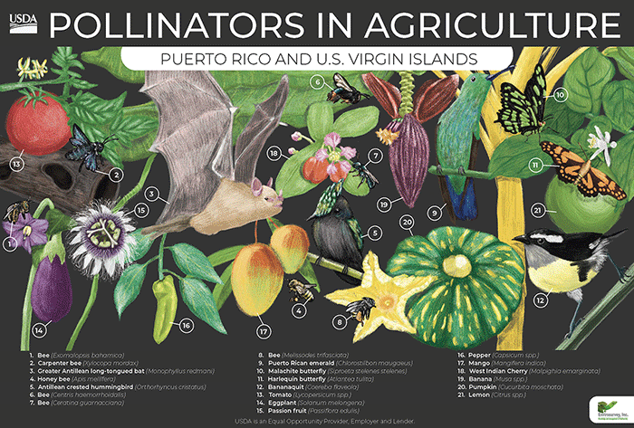 Caribbean Area Pollinators in Agriculture poster.