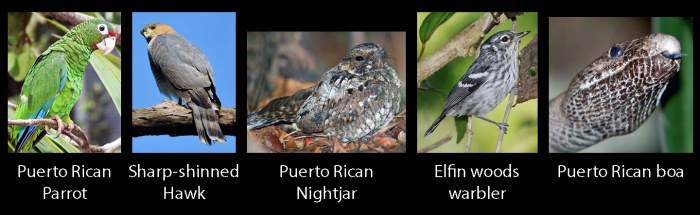 Endangered Puerto Rican wildlife species targeted by shade coffee initiative - Puerto Rican parrot, Sharp shinned hawk, Puerto Rican nightjar, Elfin woods warbler, Puerto Rican boa.