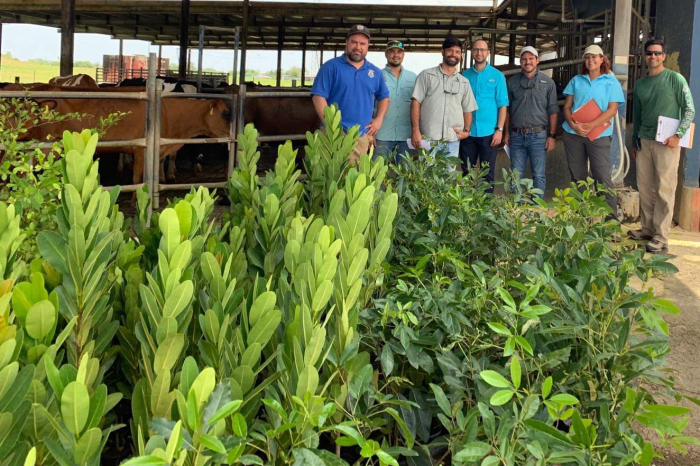 NRCS and conservation partners deliver 1,088 shade trees to Milk Money Inc Dairy in Hatillo, PR, Aug. 16, 2019