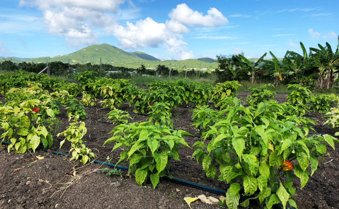 Seasoning peppers and bananas on Ricky Schuster's farm in St. Croix, USVI, Dec. 2021.