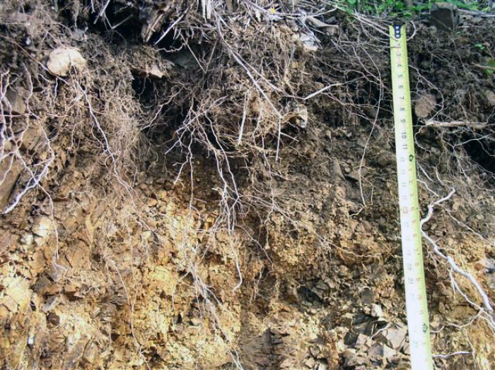 Soil profile photo of USVI representative soil - Victory