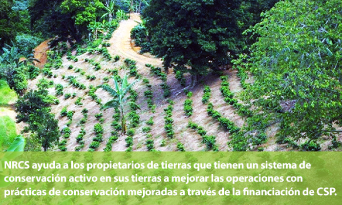 Foto de café sombra - NRCS ayuda a los propietarios de tierras que tienen un sistema de conservación activo en sus terrenos a mejorar las operaciones con prácticas de conservación mejoradas a través de la financiación de CSP.