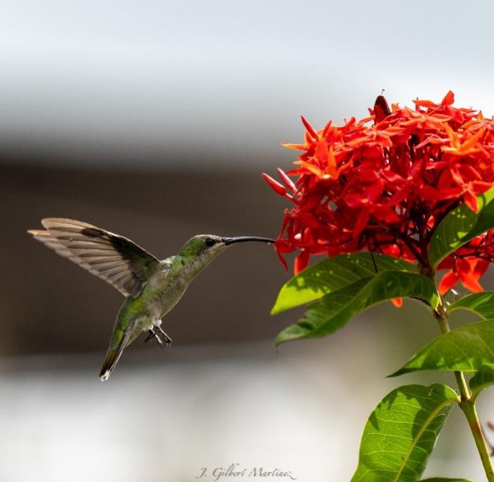 Female Antillean Mango hummingbird (Zumbador Dorado) gathering nectar from an ixora flower. Photo by Jose Gilberto Martinez.