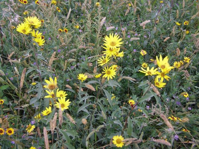 Photo Lazy JC Ranch Pollinator Plot