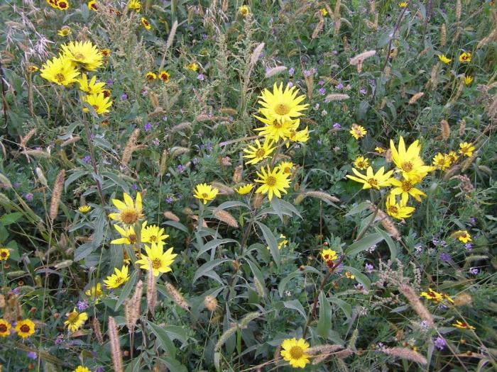 Photo  Lazy JC Ranch Pollinator Plot