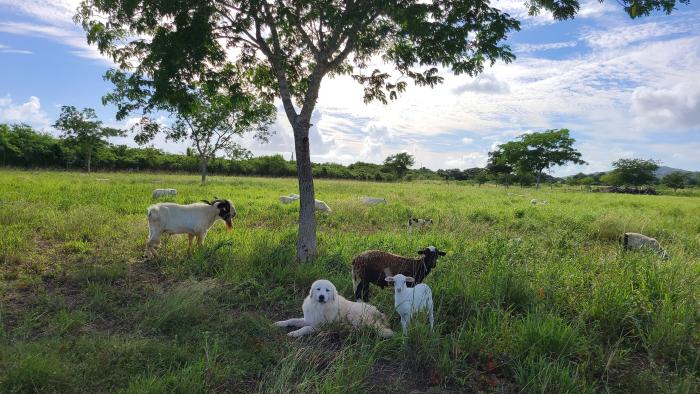 Goat and sheep operation grazing lands in St. Croix, USVI.