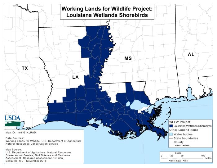 WLFW Louisiana Wetlands Shorebirds