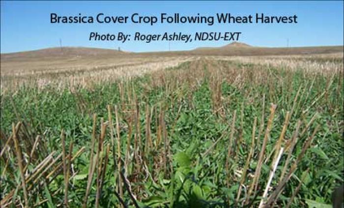 Brassica cover crop photo