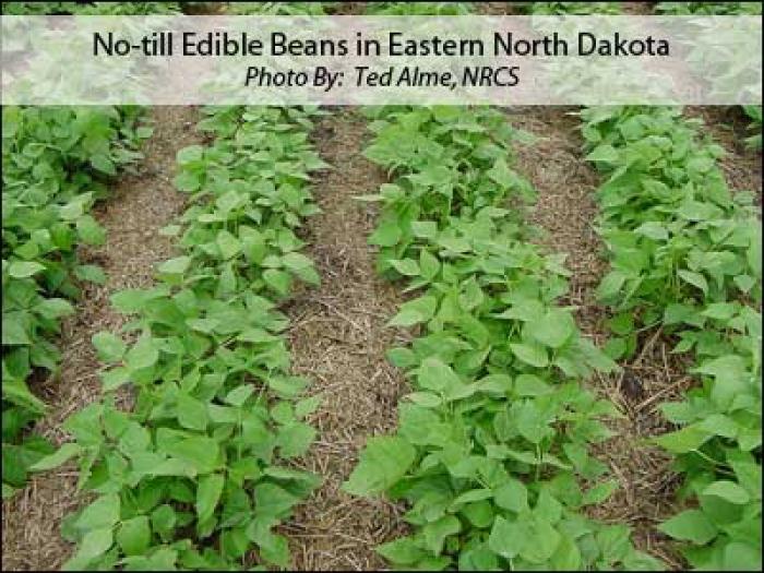 No-Till Edible Beans photo
