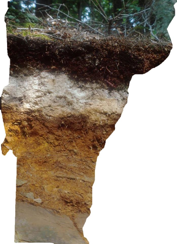 Vermont shaped tunbridge soil profile