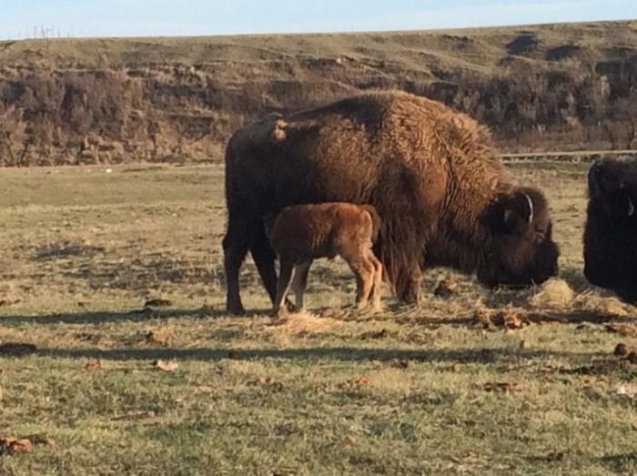 bison