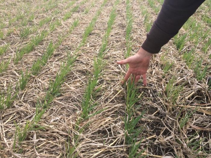 field, hand