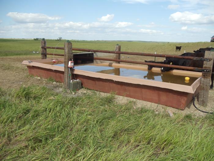 water, cow, drinking, field