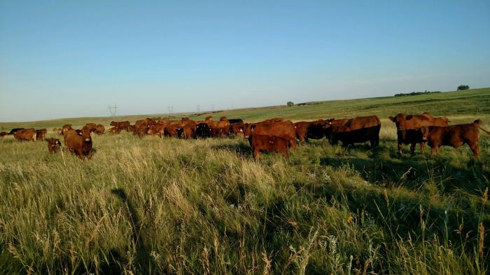 cattle, field