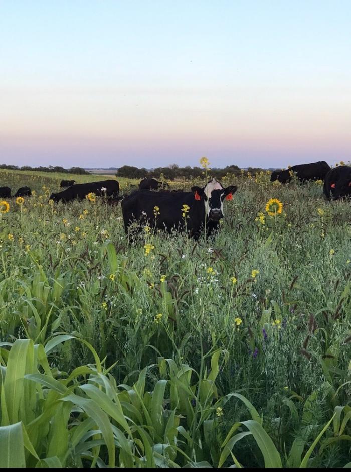 cow, pasture