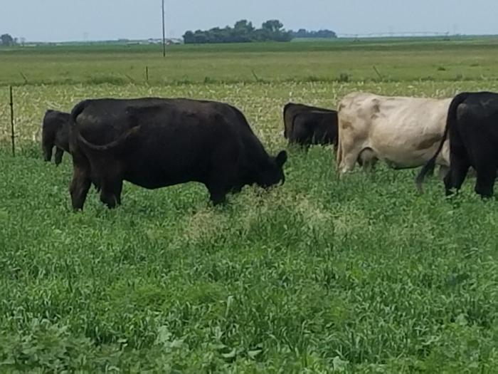 cattle, field