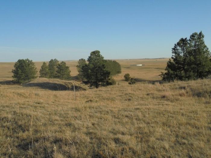prairie grass, trees