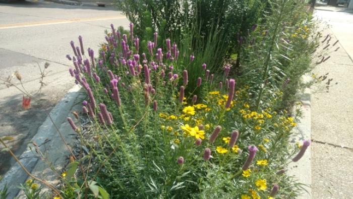 pollinator garden