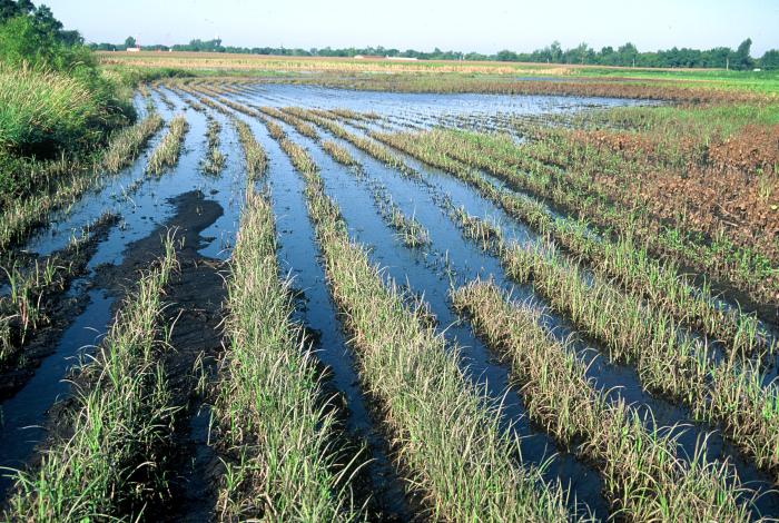 wetland in cropland