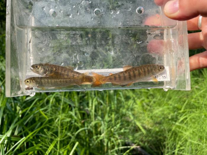 Three juvenile salmon collected from a stream in Tyonek.