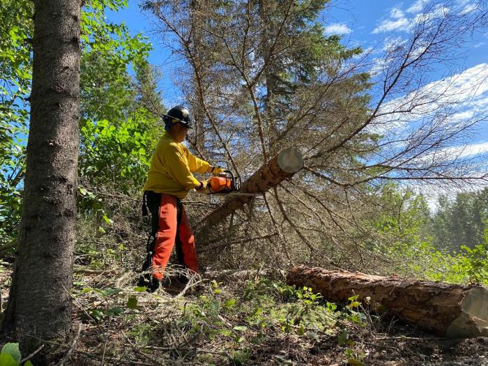 A man cuts down a dead black spruce tree with a chainsaw.