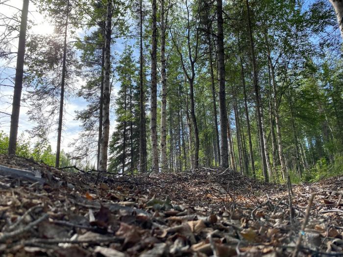 Forest floor on fuel break project