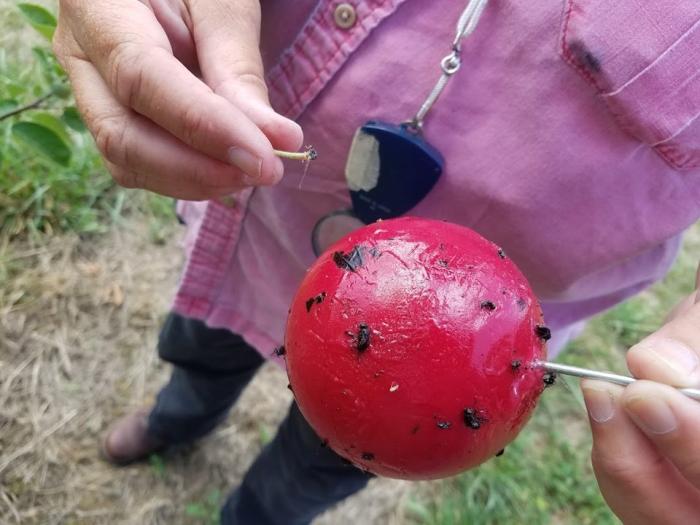 Kathleen Leahy of Polaris Orchard Management shows how to check apple maggot sticky sphere traps to determine if, or when, pest management interventions are needed during an visit to a New Hampshire orchard. (photo by Alina Cypher/Xerces Society)