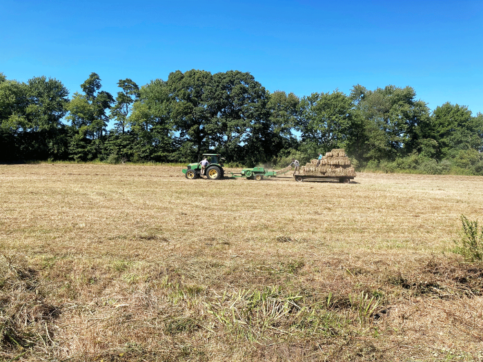 Partners mow invasive Phragmites australis to prepare Sowam's meadow for wetlands restoration planting. Warren, RI, Sept. 02, 2022