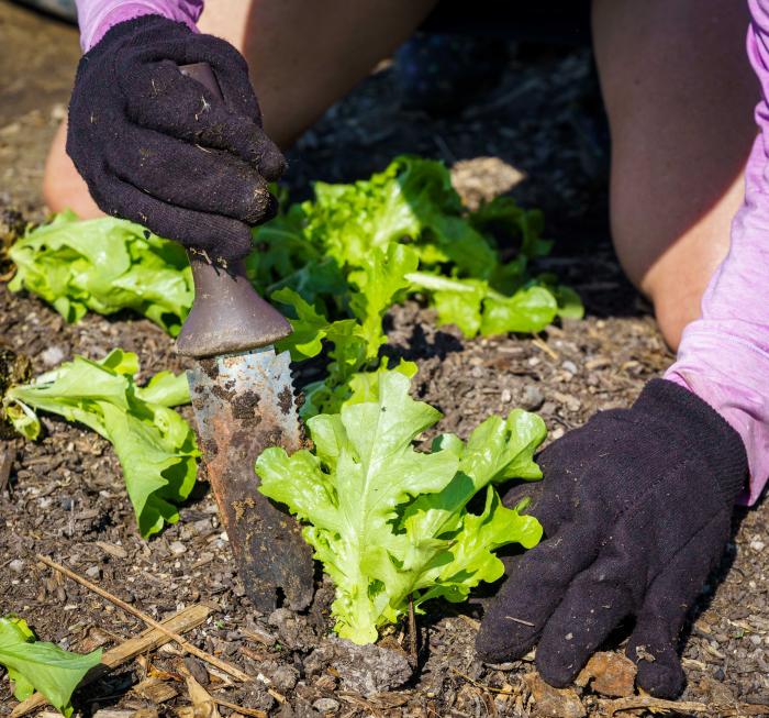 Pam Boyd plants lettuce at Teter Organic Farm in Noblesville, Indiana May 13, 2022.