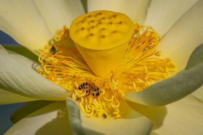 Two bees pollinate a yellow American Lotus flower.