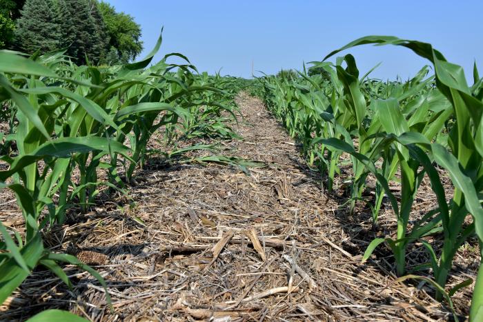 Corn pops through matting provided by the previous year's cereal rye cover crop and soybean stubble.