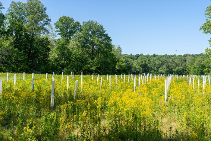 Nearly 3,000 trees were planted on the former crop field at Fix-Stoelting Nature Preserve in Bean Blossom Township, Indiana