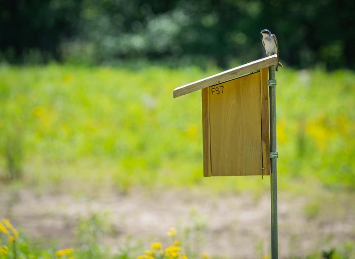 A tree swallow checks on its nest at at Fix-Stoelting Nature Preserve in Bean Blossom Township, Indiana.