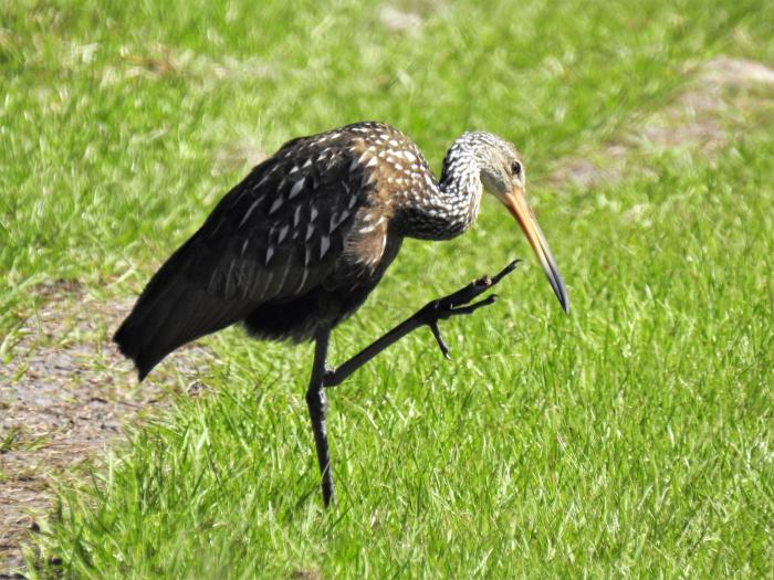Florida Limpkin bird walks on a field of green grass. The brown bird is tall and slender with a long neck and straight, yellowish bill. 