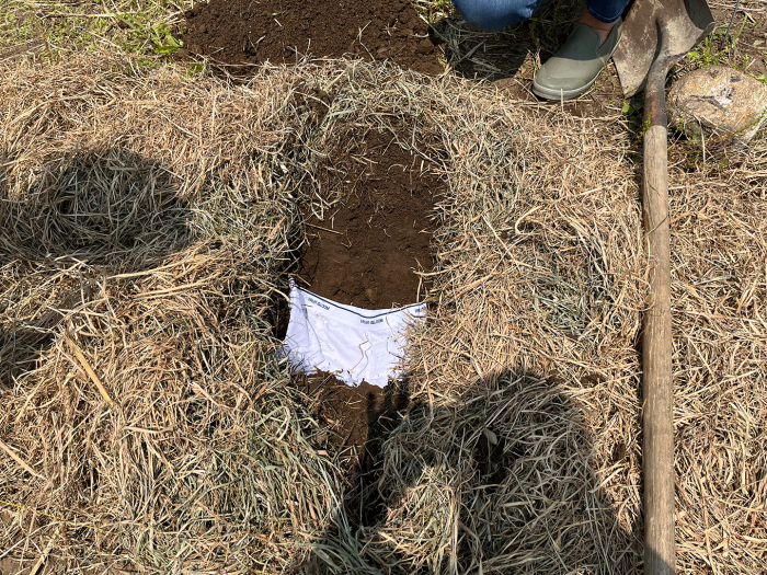 Undies in notill field at Snake Den Farm in Johnston, RI, on May 30, 2023, just prior to being covered up!