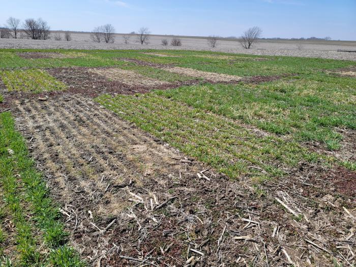 Cool season cover crop plots showing differences in winter survival and growth