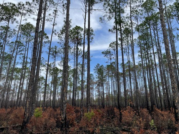Forest of pine trees in Blountstown, Florida (north Florida).